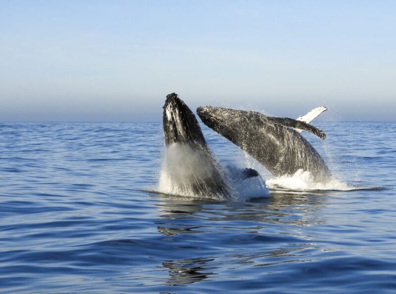 Knysna: Close Encounter Whale Watching Tour by Boat - Whales and Marine Life