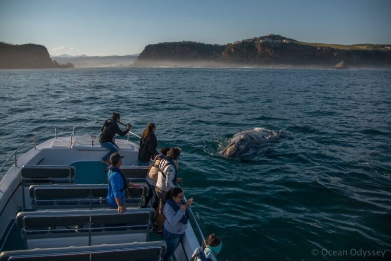 Knysna: Close Encounter Whale Watching Tour by Boat - Scenic Views and Sights