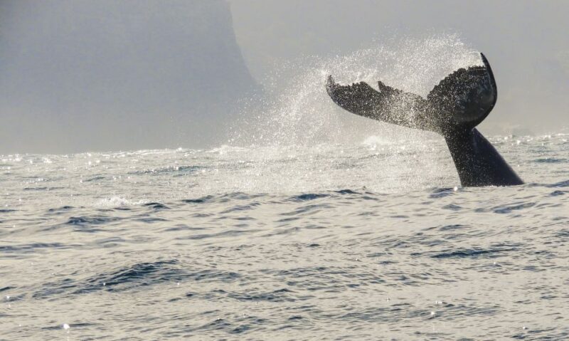 Knysna: Close Encounter Whale Watching Tour by Boat - Tour Duration and Schedule