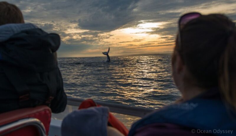 Knysna: Close Encounter Whale Watching Tour by Boat - Included and Provided Items