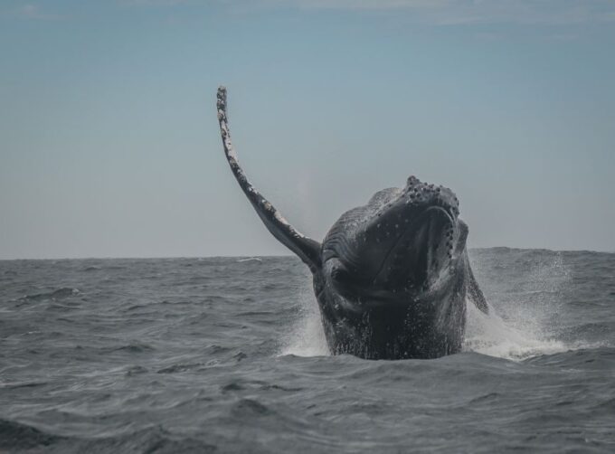 Knysna: Close Encounter Whale Watching Tour by Boat - Restrictions and Limitations