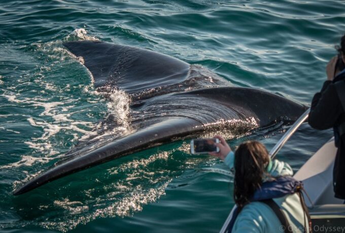 Knysna: Close Encounter Whale Watching Tour by Boat - Meeting Point and Location