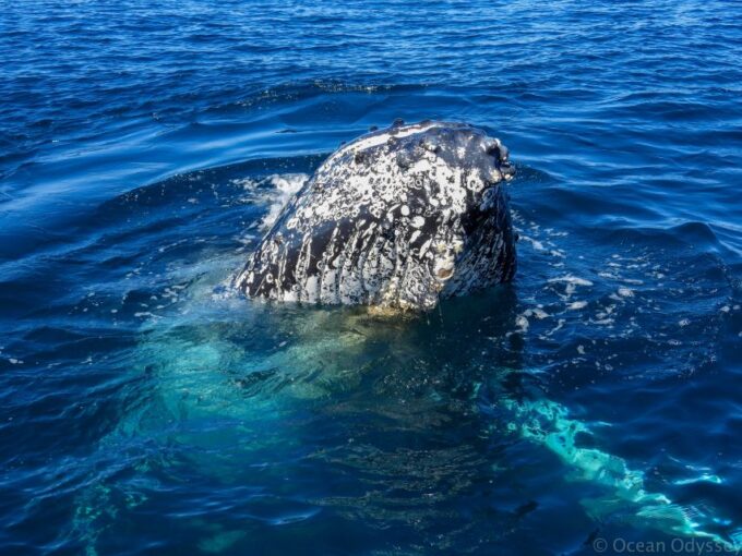 Knysna: Close Encounter Whale Watching Tour by Boat - Booking and Reservations