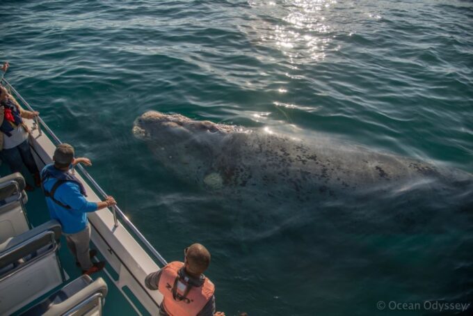 Knysna: Close Encounter Whale Watching Tour by Boat - Frequently Asked Questions