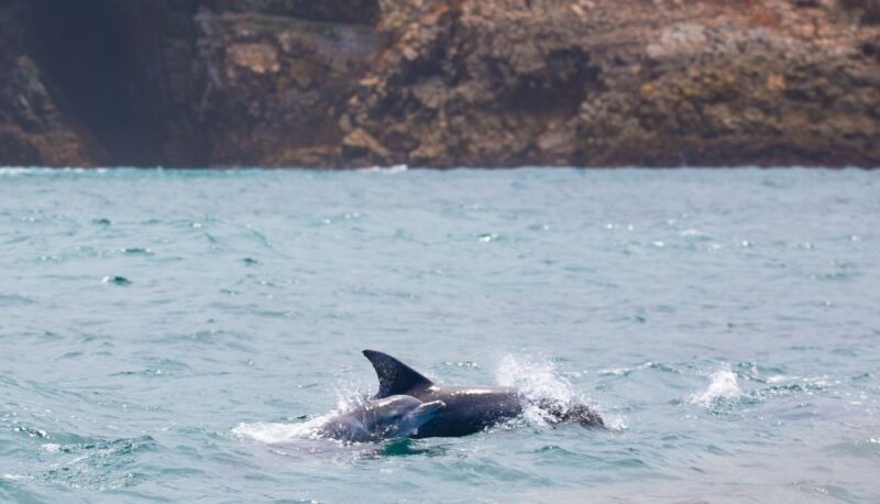Knysna: Luxury Sunset Cruise With Captains Barbeque - Key Points