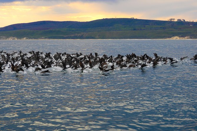 Knysna Marine Life & Garden Route Coastline Experience - Spotting Wildlife on the Tour