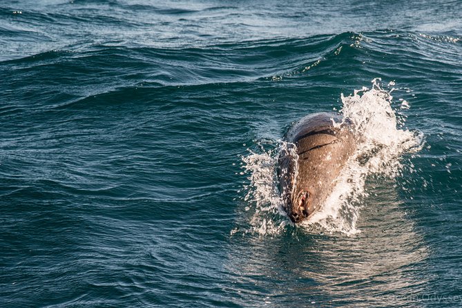 Knysna Marine Life & Garden Route Coastline Experience - Inclusions and Accessibility