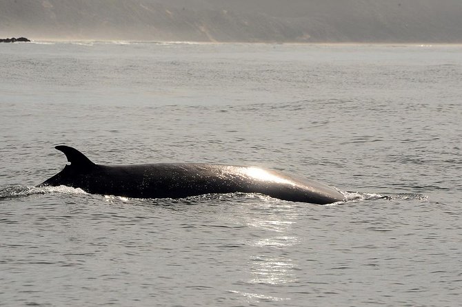Knysna Marine Life & Garden Route Coastline Experience - Additional Information