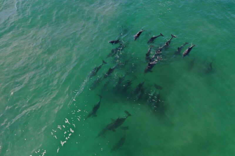 Knysna: Marine Life & Garden Route Coastline Tour - Key Points
