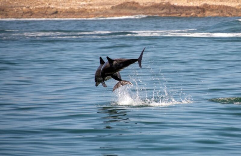 Knysna: Marine Life & Garden Route Coastline Tour - Itinerary