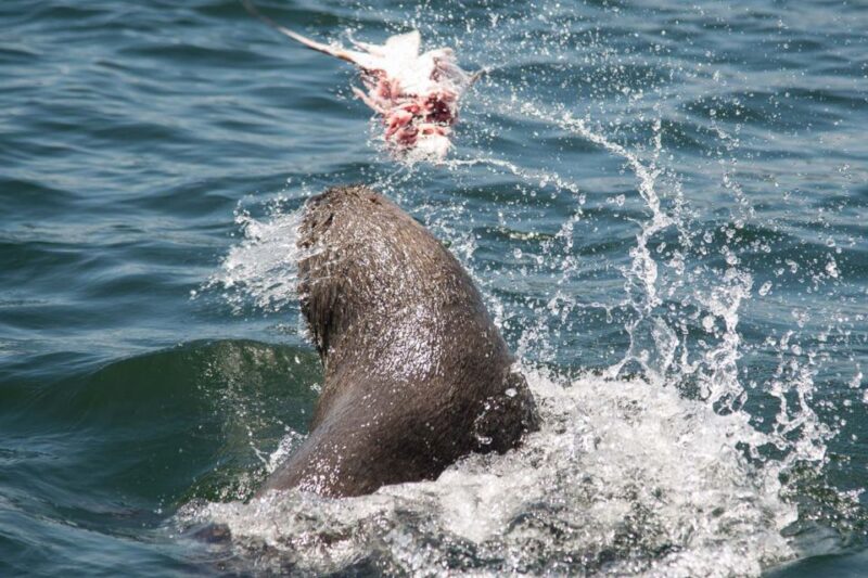 Knysna: Marine Life & Garden Route Coastline Tour - Highlights