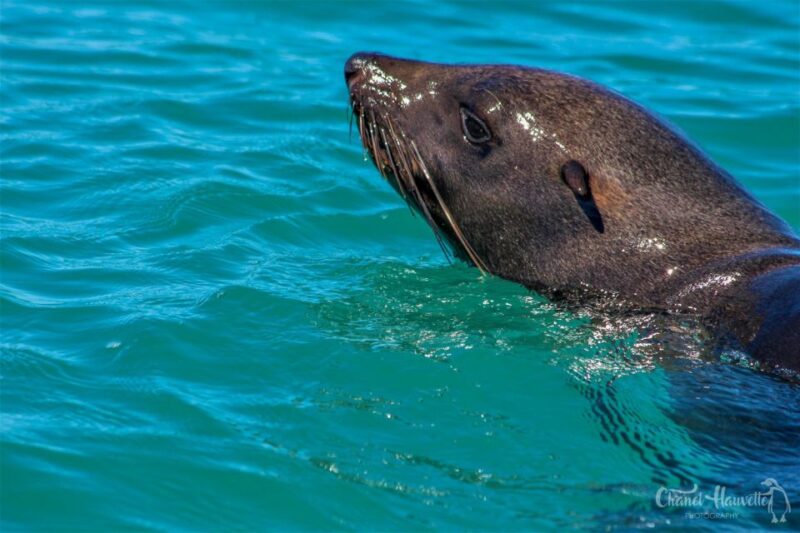 Knysna: Marine Life & Garden Route Coastline Tour - Meeting Point