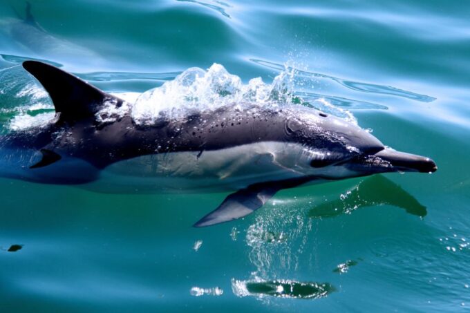 Knysna: Marine Life & Garden Route Coastline Tour - Cruise Through the Knysna Heads