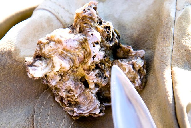 Knysna Oyster Tour - Tasting Oyster Varieties