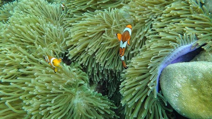 Ko Lanta: 4 Islands and Emerald Cave Day Tour by Speedboat - Duration and Price