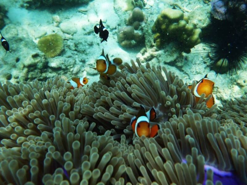 Ko Lanta: 4 Islands and Emerald Cave Snorkeling Trip - Emerald Cave Adventure