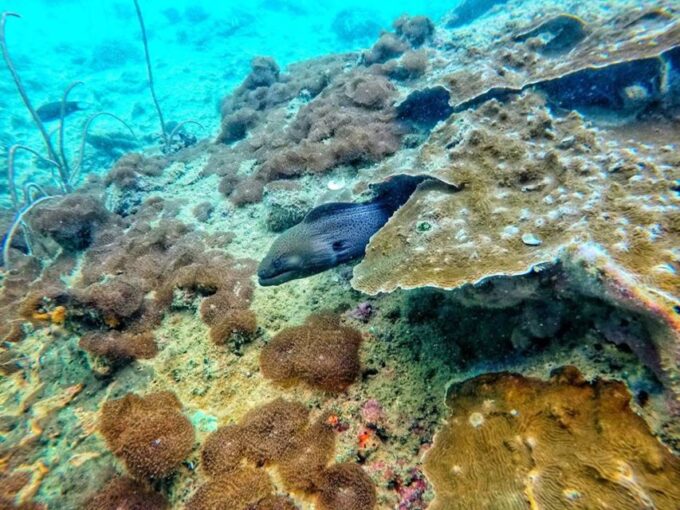 Ko Lanta: 4 Islands and Emerald Cave Snorkeling Trip - Coral Reef Exploration