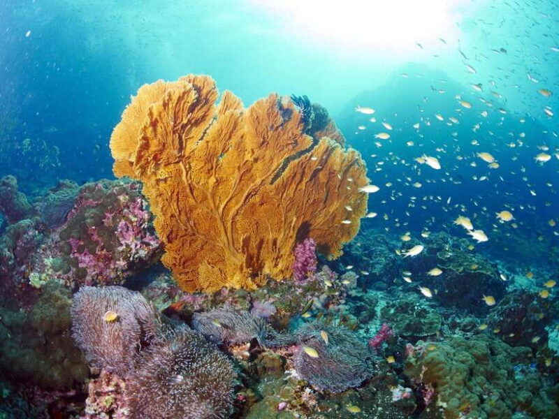 Ko Lanta: Amazing 4-Islands Snorkeling Day Trip W/ Lunch - Key Points