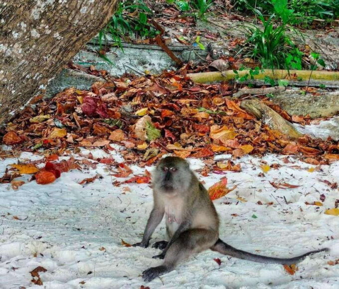 Ko Lanta: Amazing 4-Islands Snorkeling Day Trip W/ Lunch - Frequently Asked Questions