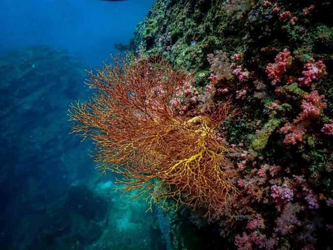 Ko Lanta: Fun Fishing, Snorkeling Tour With Lunch on Ko Ngai - Lunch and Beach Experience