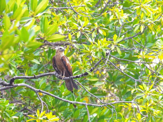 Ko Lanta: Half-Day Mangrove Boat Trip With Local Guide - Exploring the Mangrove Ecosystem
