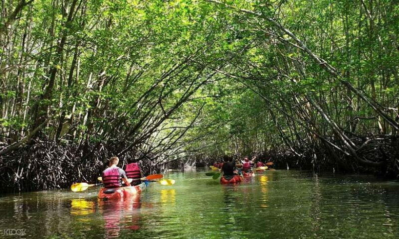 Ko Lanta: Half-Day Mangrove Kayaking Tour with Lunch - A Closer Look at the Tour Experience