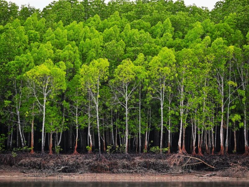 Ko Lanta: Half-Day Mangrove Kayaking With Lunch - Itinerary Details