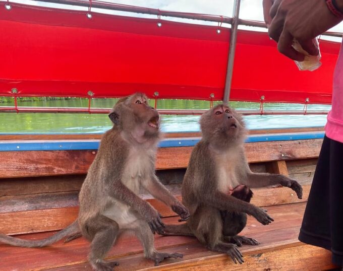 Ko Lanta: Mangrove Forest and Old Town Private Tour - Important Information and Exclusions