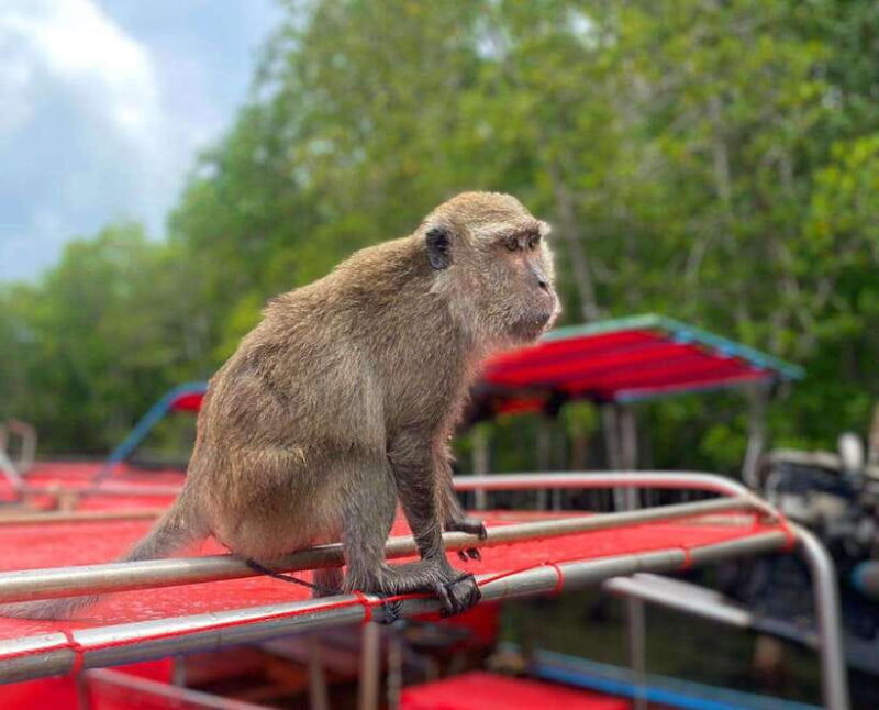 Ko Lanta: Mangrove Forest Kayak & Wildlife Adventure - Feeding the Friendly Monkeys