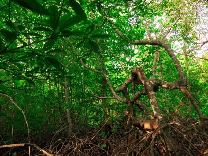 Ko Lanta: Mangrove Forest Kayak & Wildlife Adventure - Inclusions and Essentials