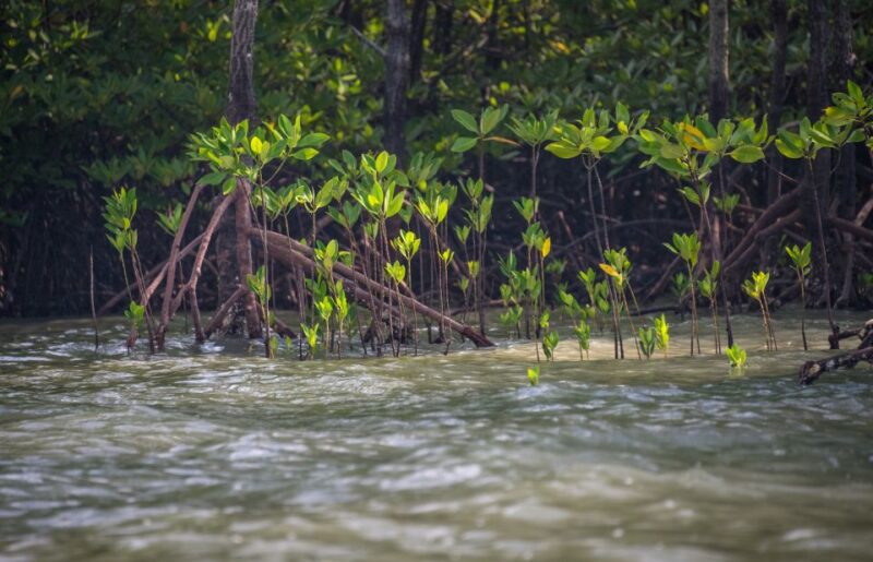 Ko Lanta: Mangrove Kayaking Half-Day Tour - Pickup and Transfer
