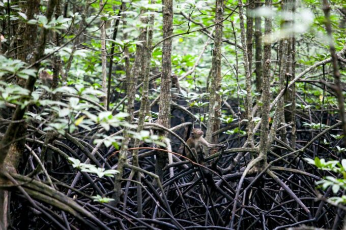Ko Lanta: Mangrove Kayaking Half-Day Tour - Customer Reviews