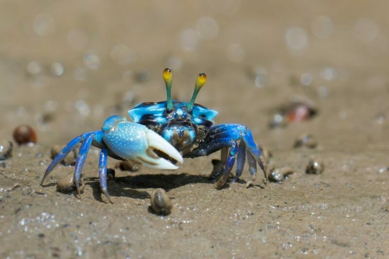 Ko Lanta: Mangrove Kayaking, Ko Talabeng, & Skull Island - Introduction: An Action-Packed Guide to Ko Lanta’s Natural Wonders