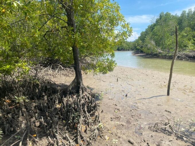 Ko Lanta: Mangrove Kayaking, Ko Talabeng, & Skull Island - Inclusions and Requirements
