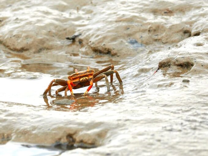 Ko Lanta: Mangrove Tour by Long Tail Boat - Customer Reviews