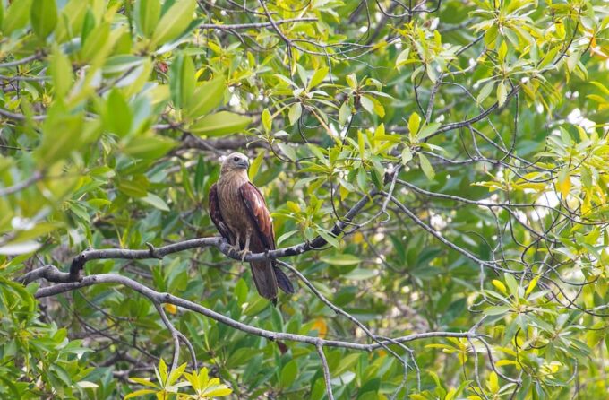 Ko Lanta: Old Town and Mangrove Forest Sightseeing Tour - Tour Inclusions
