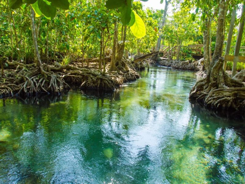Ko Lanta: Private Mangrove Kayaking & Cave Exploration Tour - Highlights of the Tour