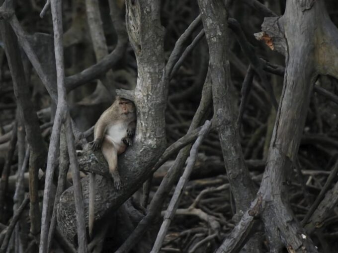 Ko Lanta: Private Mangrove Kayaking & Cave Exploration Tour - Pickup and Drop-off