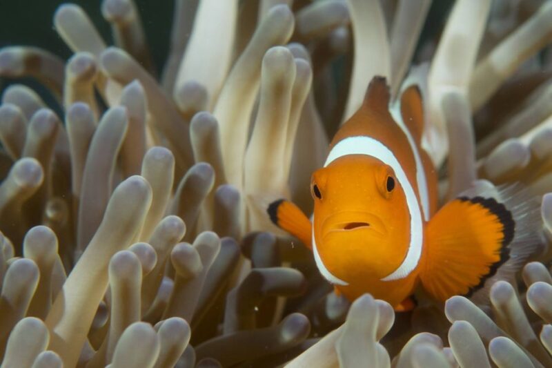 Ko Lanta: Private Snorkeling Tour at Ko Ma, Ko Ngai, Ko Mook - Inclusions and Exclusions