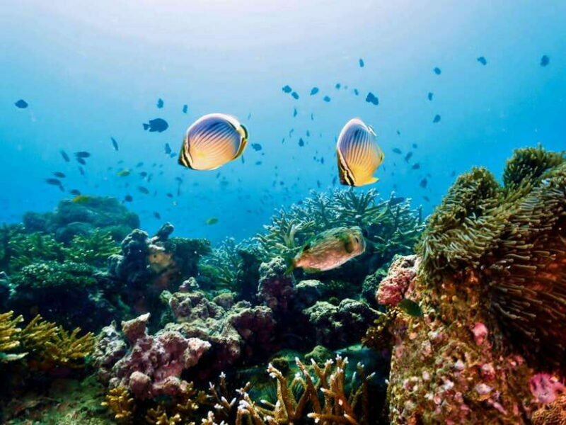 Ko Lanta: Snorkeling Adventure Tour to Koh Rok and Koh Haa - Frequently Asked Questions