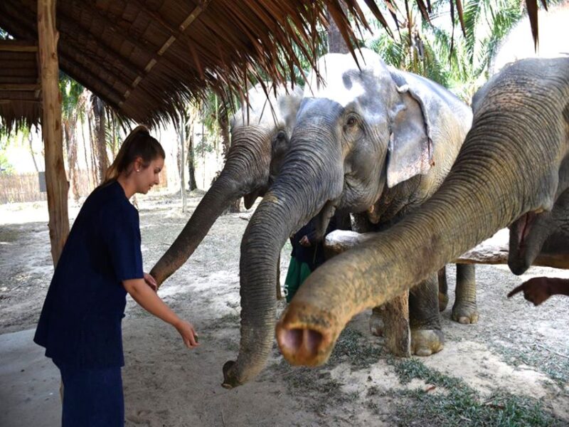 Ko Lanta Yai: Half-Day Ethical Elephant Sanctuary Tour - Itinerary Details