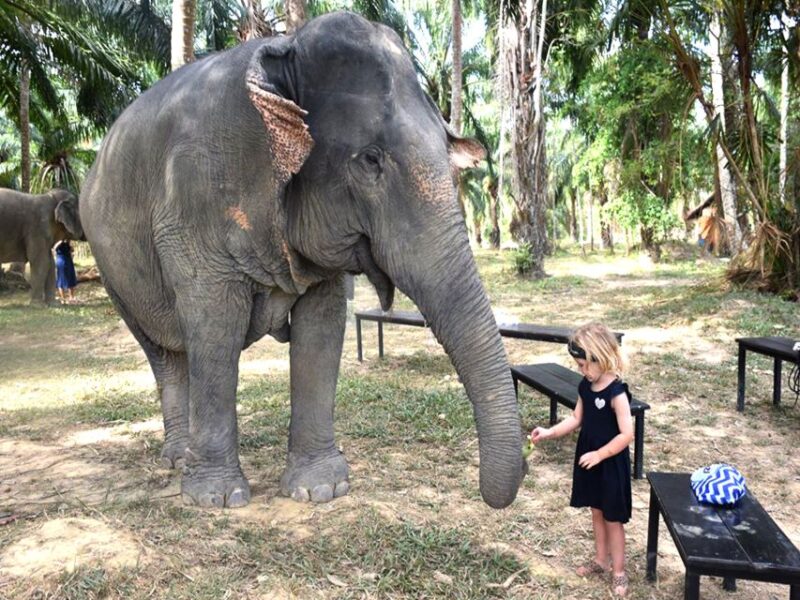 Ko Lanta Yai: Half-Day Ethical Elephant Sanctuary Tour - Inclusions
