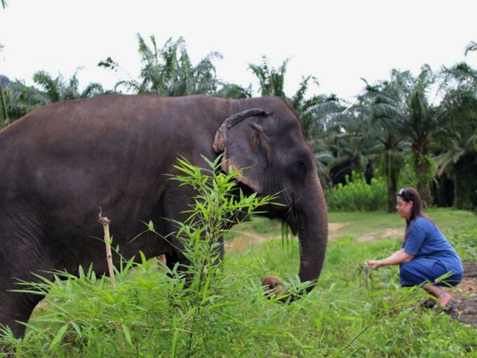 Ko Lanta Yai: Half-Day Ethical Elephant Sanctuary Tour - Elephant Interaction