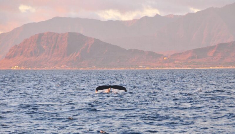 Ko Olina: Captains Sunset + Tasting - Wildlife Spotting Opportunities