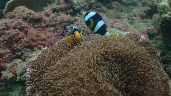 Ko Phi Phi Don: Speedboat Day Trip With Shark Snorkeling - Meeting Point and Location