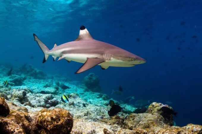 Ko Phi Phi Don: Speedboat Day Trip With Shark Snorkeling - Booking and Cancellation Policy