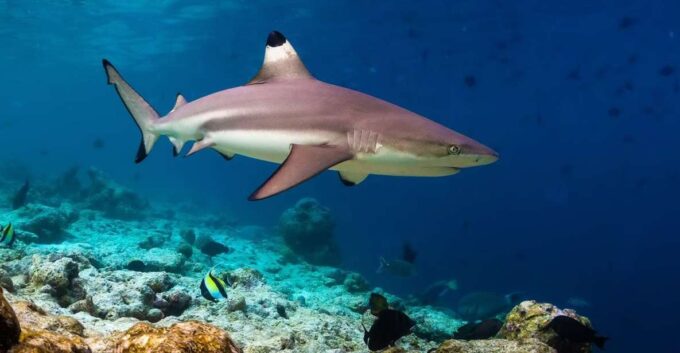 Ko Phi Phi Don: Speedboat Day Trip With Shark Snorkeling - Frequently Asked Questions