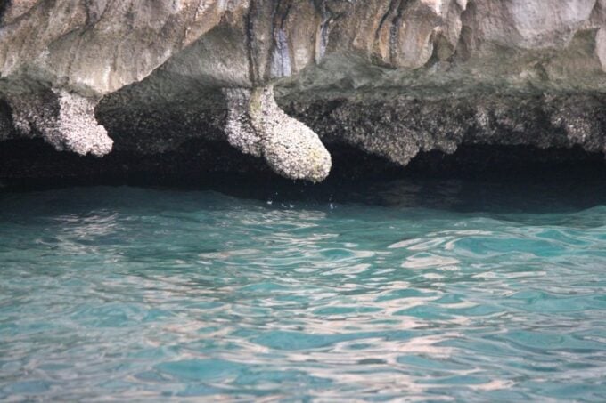 Ko Phi Phi Don: Speedboat Day Trip With Shark Snorkeling - Recap