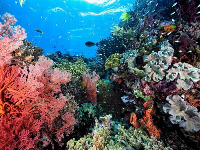 Ko Samui: Angthong Marine Park Snorkel & Kayak Tour/ w Lunch - FAQ