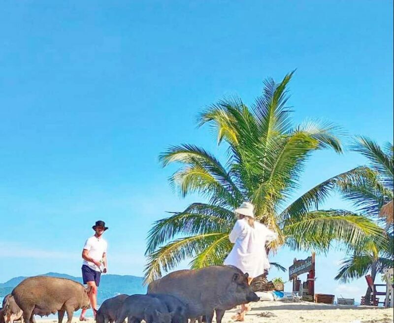 Ko Samui: Pig Island Snorkeling and Koh Tan Speedboat Tour - The Slight Downsides